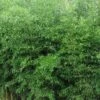 Yellow Groove Bamboo (Phyllostachys Aureosulcata) - 3 Gallon Pot (2-4') -Wilson Bros Gardens Bamboo Yellow Groove 500x750 1