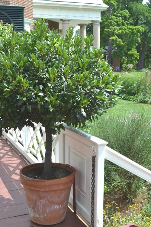 Bay Laurel (Sweet Bay) - Laurus Nobilis - 1 Gallon Pot 10 Bay Laurel (Sweet Bay) - Laurus Nobilis - 1 Gallon Pot - Image 8