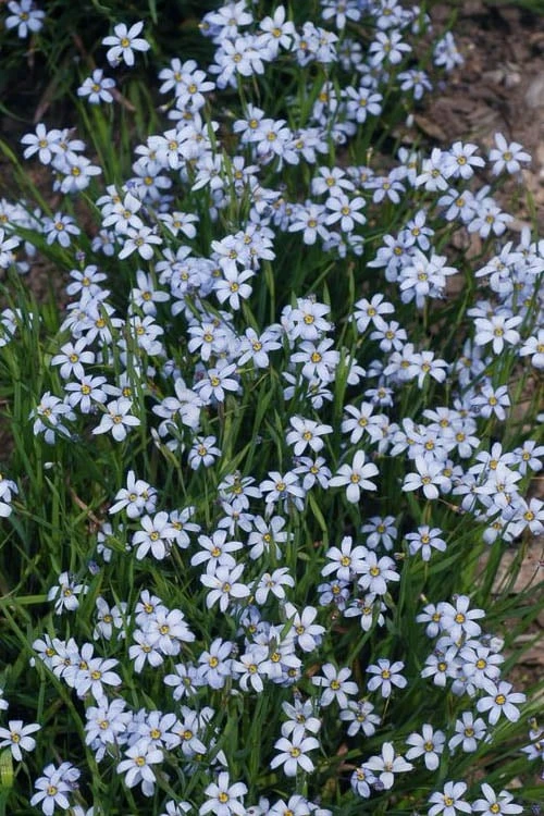 Suwannee Blue-Eyed Grass - 1 Gallon Pot 6 Suwannee Blue-Eyed Grass - 1 Gallon Pot - Image 4