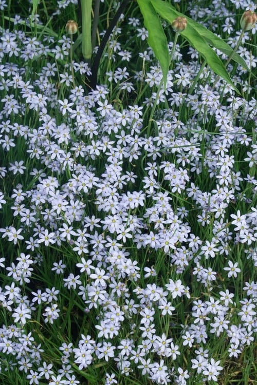 Suwannee Blue-Eyed Grass - 1 Gallon Pot 3 Suwannee Blue-Eyed Grass - 1 Gallon Pot