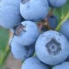 Premier Rabbiteye Blueberry - 3 Gallon Pot -Wilson Bros Gardens Blueberry Rabbiteye BS