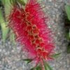 Woodlanders Cold Hardy Red Bottlebrush - Callistemon - 3 Gallon Pot 2 Woodlanders Cold Hardy Red Bottlebrush - Callistemon - 3 Gallon Pot -Wilson Bros Gardens Bottlebrush Woodlanders Hardy Red 21