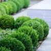 Baby Gem Boxwood - 1 Gallon Pot 1 Baby Gem Boxwood - 1 Gallon Pot -Wilson Bros Gardens Boxwood Baby Gem 500x750 1