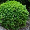 Dwarf English Boxwood - 1 Gallon Pot 2 Dwarf English Boxwood - 1 Gallon Pot -Wilson Bros Gardens Boxwood Dwarf English 1 1