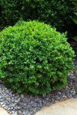 Dwarf English Boxwood - 1 Gallon Pot