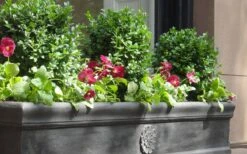 Dwarf English Boxwood - 6 Pack Of 1 Gallon Pots 11 Dwarf English Boxwood - 6 Pack Of 1 Gallon Pots -Wilson Bros Gardens Boxwood Dwarf English 2 2