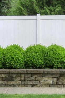 Dwarf English Boxwood - 6 Pack Of 1 Gallon Pots 10 Dwarf English Boxwood - 6 Pack Of 1 Gallon Pots -Wilson Bros Gardens Boxwood Dwarf English 3 2