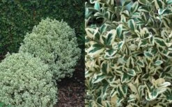 Dwarf Variegated Boxwood - 6 Pack Of 1 Gallon Pots 11 Dwarf Variegated Boxwood - 6 Pack Of 1 Gallon Pots -Wilson Bros Gardens Boxwood Dwarf Variegated 50