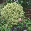 Dwarf Variegated Boxwood - 3 Gallon Pot 2 Dwarf Variegated Boxwood - 3 Gallon Pot -Wilson Bros Gardens Boxwood Dwarf Variegated 500x750 3