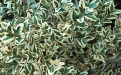 Dwarf Variegated Boxwood - 6 Pack Of 1 Gallon Pots 13 Dwarf Variegated Boxwood - 6 Pack Of 1 Gallon Pots -Wilson Bros Gardens Boxwood Dwarf Variegated 51