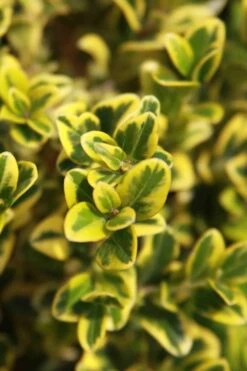 Golden Triumph Variegated Dwarf Boxwood - 3 Gallon Pot 13 Golden Triumph Variegated Dwarf Boxwood - 3 Gallon Pot -Wilson Bros Gardens Boxwood Golden Triumph 3