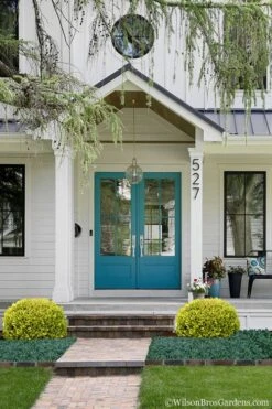 Golden Triumph Variegated Dwarf Boxwood - 3 Gallon Pot 12 Golden Triumph Variegated Dwarf Boxwood - 3 Gallon Pot -Wilson Bros Gardens Boxwood Golden Triumph 7