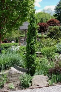 Graham Blandy Columnar Boxwood - 5 Gallon Pot 9 Graham Blandy Columnar Boxwood - 5 Gallon Pot -Wilson Bros Gardens Boxwood Graham Blandy 2 2