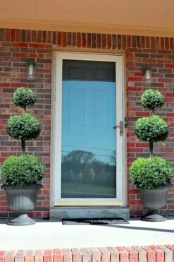 Common Boxwood 3-Ball Poodle Tier Topiary (Buxus Sempervirens) - 5 Gallon Pot -Wilson Bros Gardens Boxwood Green Mountain 3 Ball Poodle Tier 3