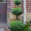 Common Boxwood 3-Ball Poodle Tier Topiary (Buxus Sempervirens) - 5 Gallon Pot 1 Common Boxwood 3-Ball Poodle Tier Topiary (Buxus Sempervirens) - 5 Gallon Pot -Wilson Bros Gardens Boxwood Green Mountain 3 Ball Poodle Tier 4
