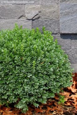 Korean Dwarf Boxwood - Buxus Sinica Var. Insularis 'Nana' - 6 Pack Of 1 Gallon Pots -Wilson Bros Gardens Boxwood Korean Dwarf Insularis Nana 1