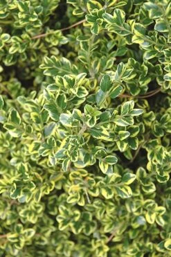 Sunburst Variegated Korean Boxwood - 1 Gallon Pot 13 Sunburst Variegated Korean Boxwood - 1 Gallon Pot -Wilson Bros Gardens Boxwood Sunburst 2