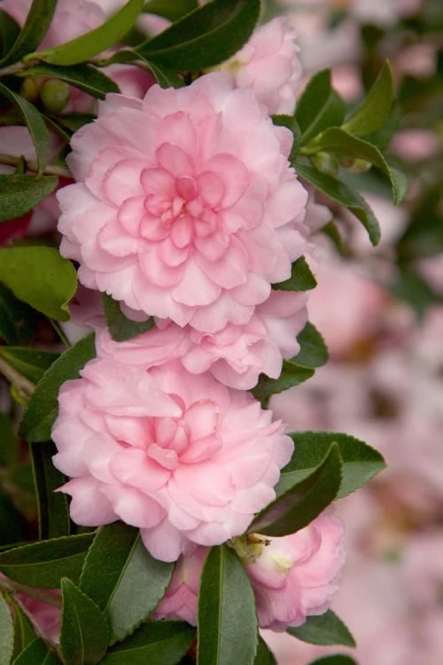 October Magic Pink Perplexion Camellia - 3 Gallon Pot 3 October Magic Pink Perplexion Camellia - 3 Gallon Pot