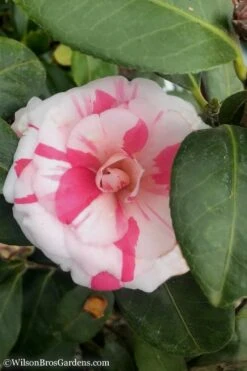April Dawn Cold Hardy Camellia Japonica - 3 Gallon Pot -Wilson Bros Gardens Camellia April Dawn 10 1
