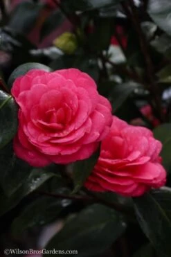 April Dawn Cold Hardy Camellia Japonica - 3 Gallon Pot -Wilson Bros Gardens Camellia April Dawn 20 1
