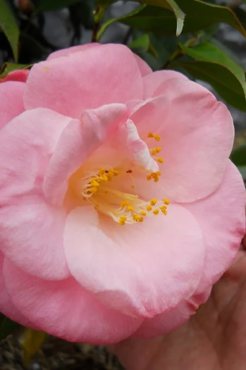 April Remembered Cold Hardy Pink Camellia Japonica - 1 Gallon Pot 3 April Remembered Cold Hardy Pink Camellia Japonica - 1 Gallon Pot