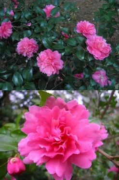 Autumn Spirit Camellia - Hybrid - 3 Gallon Pot -Wilson Bros Gardens Camellia April Spirit 3