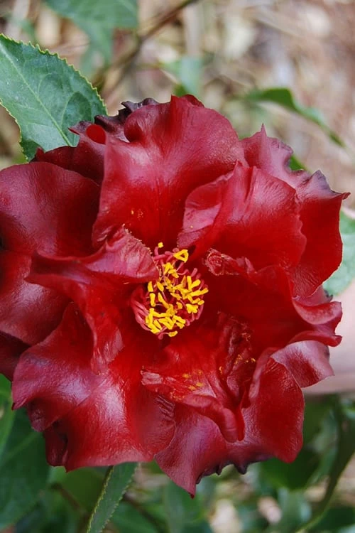 Black Magic Camellia Japonica - 3 Gallon Pot 6 Black Magic Camellia Japonica - 3 Gallon Pot - Image 4