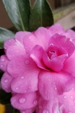 Chansonette Dwarf Weeping Camellia Sasanqua - 3 Gallon Pot -Wilson Bros Gardens Camellia Chansonette 4