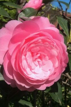 E.G. Waterhouse Camellia - Williamsii Hybrid - 3 Gallon Pot 11 E.G. Waterhouse Camellia - Williamsii Hybrid - 3 Gallon Pot -Wilson Bros Gardens Camellia EG Waterhouse 2