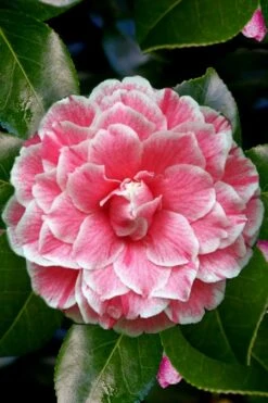 Brilliant Gem Fragrant Camellia Japonica - Herme - 3 Gallon Pot -Wilson Bros Gardens Camellia Herrmes 4
