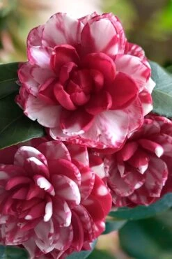 Wilson Bros Gardens 5 Kiku-Toji Camellia Japonica - 3 Gallon Pot
