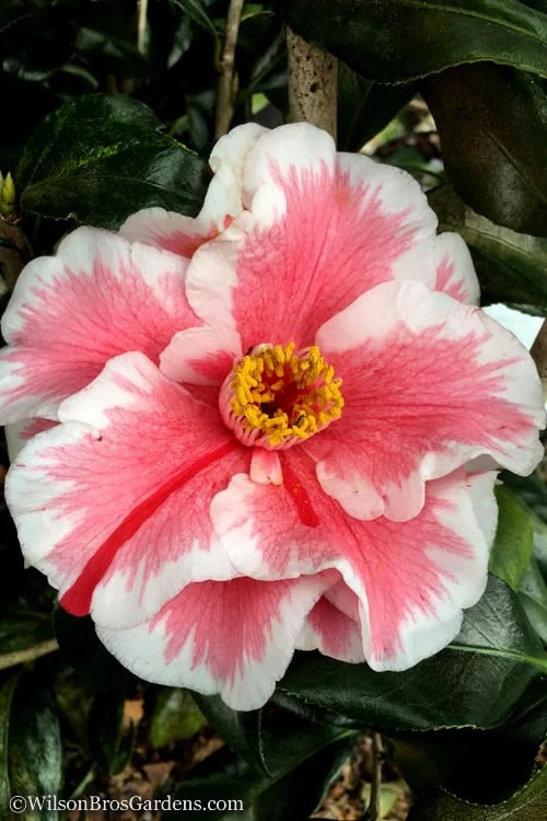 Lady Vansittart Multicolor Camellia Japonica - 3 Gallon Pot 6 Lady Vansittart Multicolor Camellia Japonica - 3 Gallon Pot - Image 4