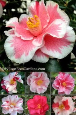 Lady Vansittart Multicolor Camellia Japonica - 3 Gallon Pot 15 Lady Vansittart Multicolor Camellia Japonica - 3 Gallon Pot -Wilson Bros Gardens Camellia Lady Vansittart 500x750 2