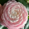 Pink Perfection Camellia Japonica - 7 Gallon Pot (3-4') -Wilson Bros Gardens Camellia Pink Perfection 26