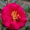 Reverend Ida Red ShiShi Gashira Dwarf Camellia Sasanqua - 3 Gallon Pot 1 Reverend Ida Red ShiShi Gashira Dwarf Camellia Sasanqua - 3 Gallon Pot -Wilson Bros Gardens Camellia Reverend Ida 1