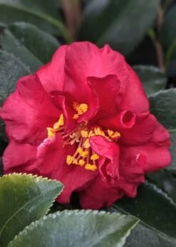 Reverend Ida Red ShiShi Gashira Dwarf Camellia Sasanqua - 3 Gallon Pot 9 Reverend Ida Red ShiShi Gashira Dwarf Camellia Sasanqua - 3 Gallon Pot -Wilson Bros Gardens Camellia Reverend Ida 3