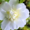 Snow Flurry Cold Hardy Camellia Hybrid - 3 Gallon Pot -Wilson Bros Gardens Camellia Snow Flurry 1