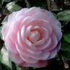 Winter's Rose Cold Hardy Dwarf Camellia - 2 Gallon Pot -Wilson Bros Gardens Camellia Winters Rose 4 1