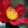 Yuletide Camellia Sasanqua - 2.5 Quart Pot -Wilson Bros Gardens Camellia Yuletide 31