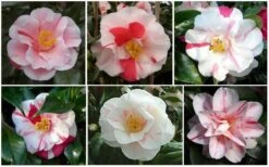 Lady Vansittart Multicolor Camellia Japonica - 3 Gallon Pot 14 Lady Vansittart Multicolor Camellia Japonica - 3 Gallon Pot -Wilson Bros Gardens CamelliaLadyVasittart 2 1
