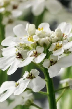 Tahoe Candytuft - Iberis Sempervirens - 10 Count Flat Of Quart Pots -Wilson Bros Gardens Candytuft Tahoe 1