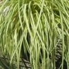 Evergold Japanese Sedge (Carex Hachijoensis) - 10 Pack Of Quart Pots 1 Evergold Japanese Sedge (Carex Hachijoensis) - 10 Pack Of Quart Pots -Wilson Bros Gardens Carex Evergold 500x750 1