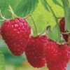 Caroline Raspberry - 6 Pack 1 Gallon Pots 1 Caroline Raspberry - 6 Pack 1 Gallon Pots -Wilson Bros Gardens Caroline Raspberry 1 1