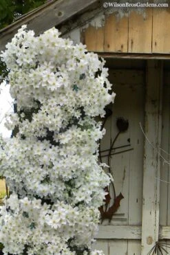 Wilson Bros Gardens 43 Avalanche Evergreen Clematis - 2 Gallon Pot