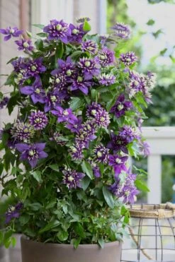 Taiga Clematis - 1 Gallon Pot 13 Taiga Clematis - 1 Gallon Pot -Wilson Bros Gardens Clematis Taiga 10 2