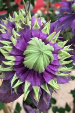 Taiga Clematis - 2 Gallon Pot -Wilson Bros Gardens Clematis Taiga 2 1