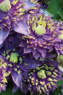 Taiga Clematis - 2 Gallon Pot -Wilson Bros Gardens Clematis Taiga 3 1