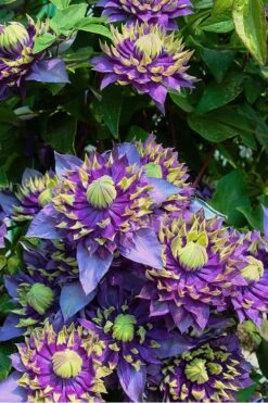 Taiga Clematis - 2 Gallon Pot -Wilson Bros Gardens Clematis Taiga 4 1