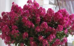 Berry Dazzle Dwarf Crape Myrtle (Single-Trunk Topiary) - 7 Gallon Pot 12 Berry Dazzle Dwarf Crape Myrtle (Single-Trunk Topiary) - 7 Gallon Pot -Wilson Bros Gardens Crape Myrtle Berry Dazzle 3