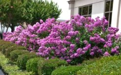 Early Bird Purple Crape Myrtle - 2 Gallon Pot -Wilson Bros Gardens Crape Myrtle Early Bird Purple 2